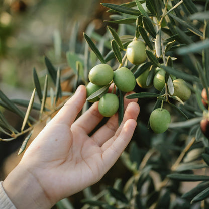 Olive oil and Mediterranean cuisine