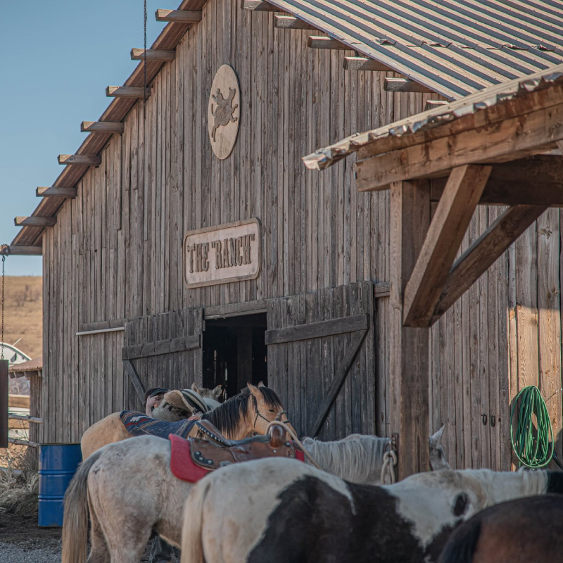Wild Wild West! A package of individual Mustang riding lessons for beginners in an authentic ranch