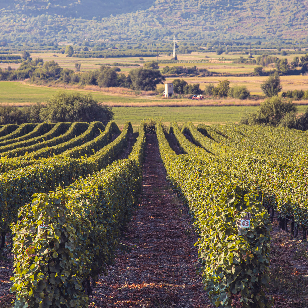 Under the sky of "Tuscany". Picnic with wine tasting... in the vineyards