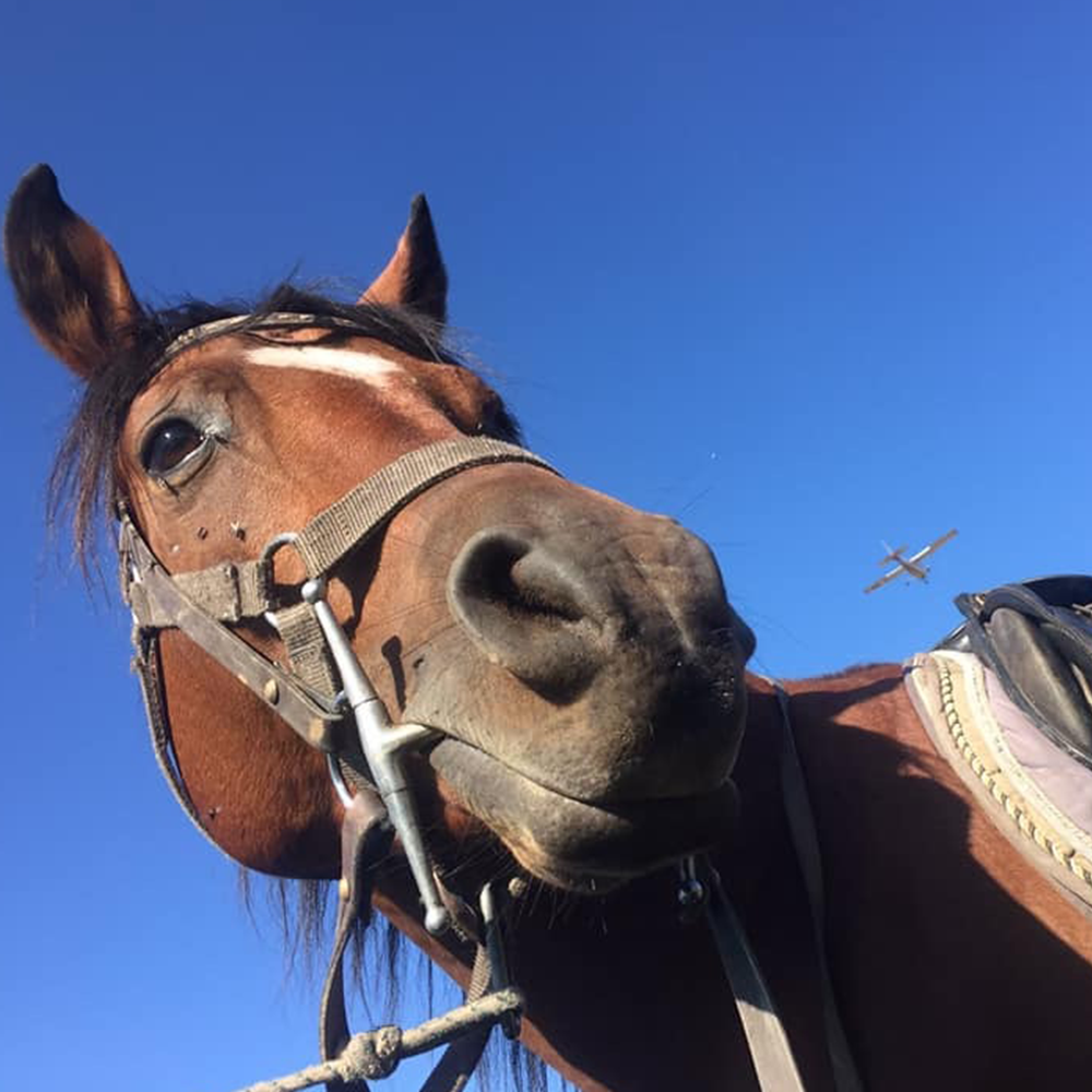 Horse riding in Rila for beginners. Galloping to happiness. 5 or 10 Lessons. Rancho Rila